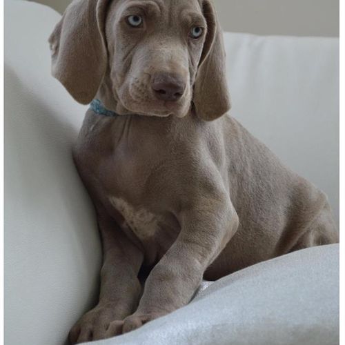 Weimaraner Breed Miller's Kennel