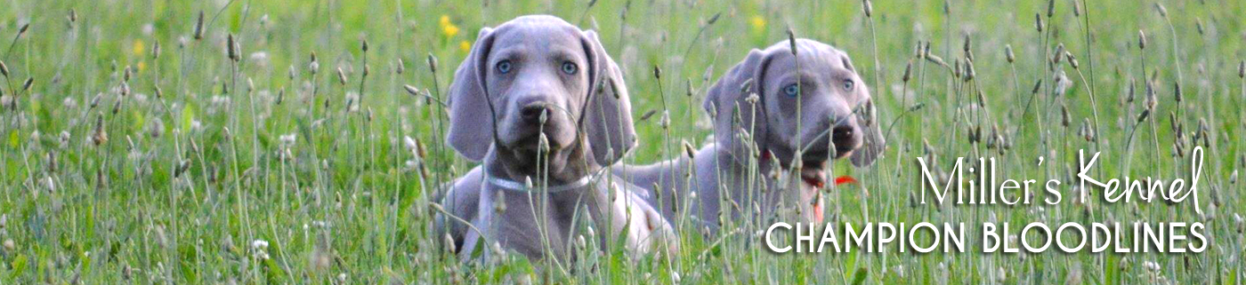 Illinois Weimaraner Breeder