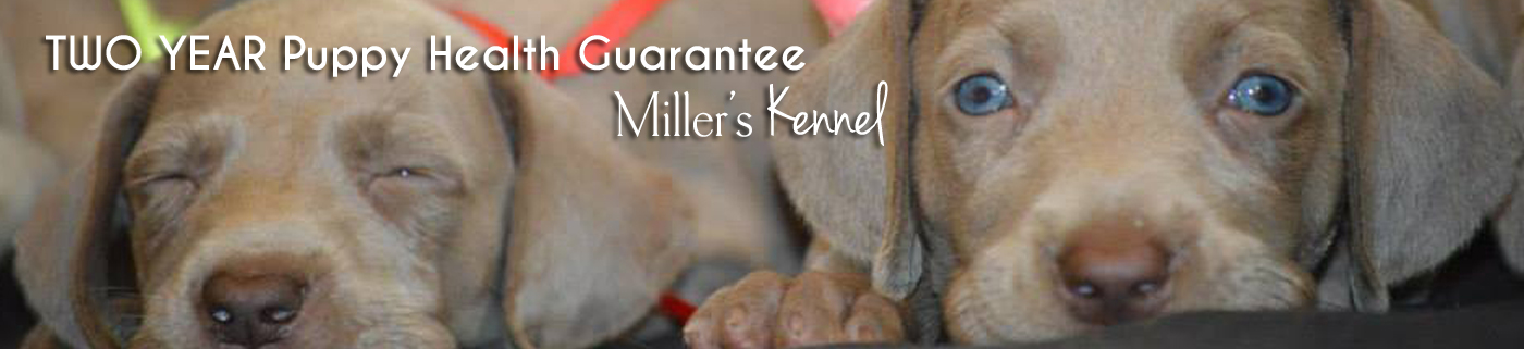 Quality Weimaraner Puppies