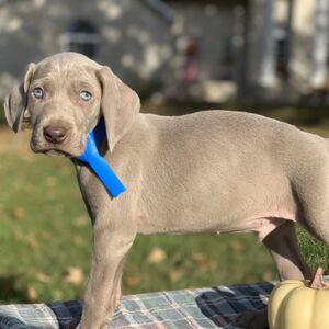 Silver Male Blue Collar