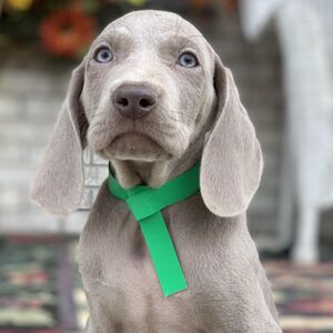 Silver Male Green Collar