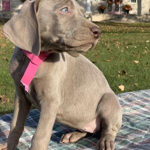 Silver Female Pink Collar