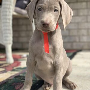 Silver Male Red Collar