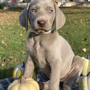 Silver Female White Collar
