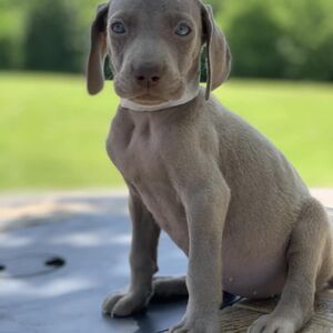 Silver Female - Silver Collar