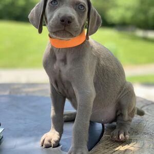 Silver Female - Orange Collar