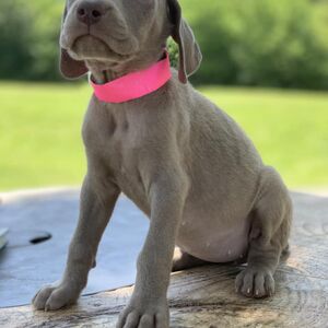 Silver Female - Pink Collar