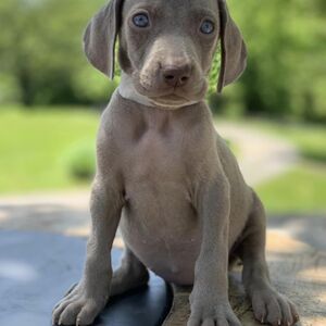 Silver Female - White Collar