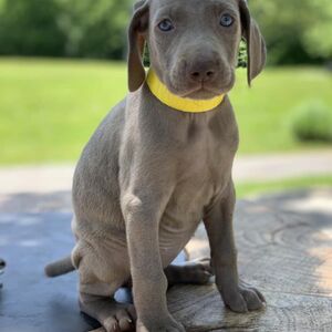 Silver Female - Yellow Collar