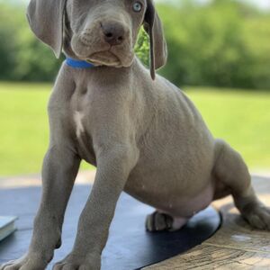 Silver Male - Blue Collar