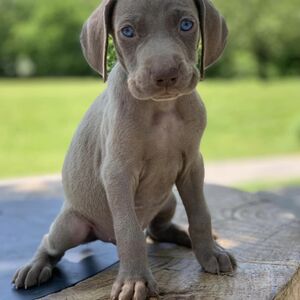 Silver Male - Green Collar