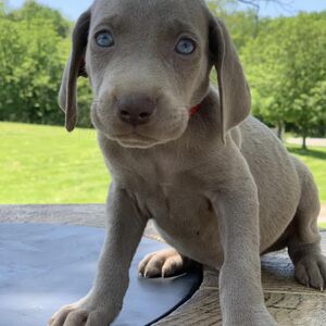 Silver Male - Red Collar