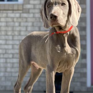 Silver Male - Red Collar