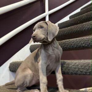 Silver Female Brown Collar