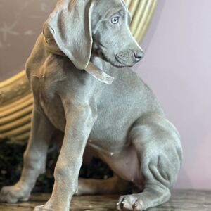 Silver Female Gold Collar