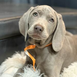 Silver Female Orange Collar