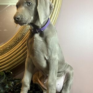 Silver Female Purple Collar