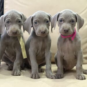 Silver Males and Females