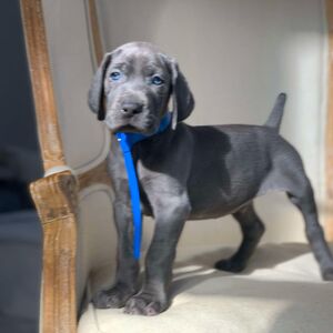 SOLD!!! Blue Male - Blue Collar