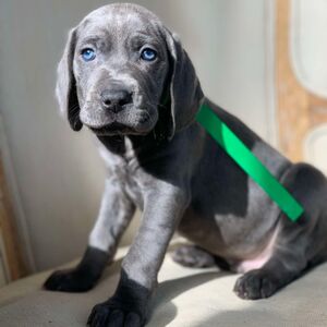 Blue Male Green Collar