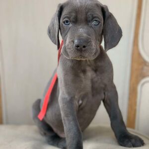 Blue Male - Red Collar