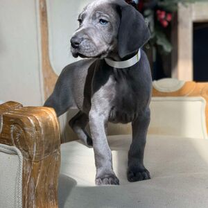 SOLD!!!! Blue Male - White Collar