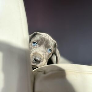 Blue Male - Black Collar