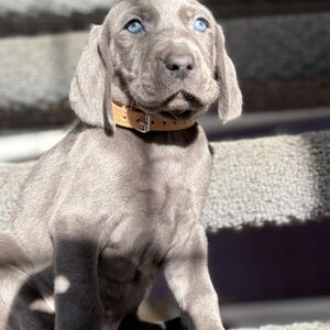 Blue Male - Tan Collar