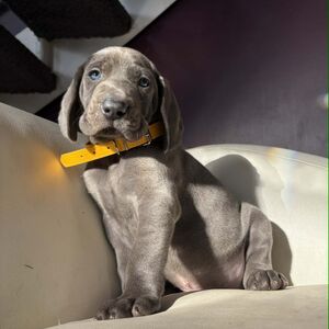 Blue Male - Orange Collar