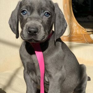 SOLD!!! Blue Female - Pink Collar