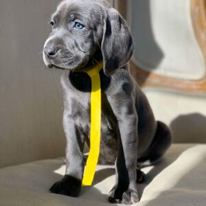 SOLD!!! Blue Female - Yellow Collar