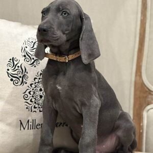 Blue Male - Tan Collar