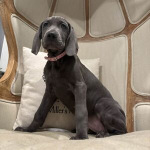 Blue Female - Purple Collar