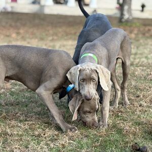 Silver Males - Blue and Green Collar