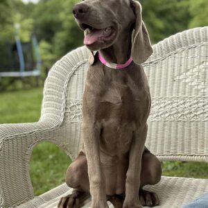Silver Female - Pink Collar