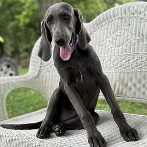 Blue Female -Purple Collar