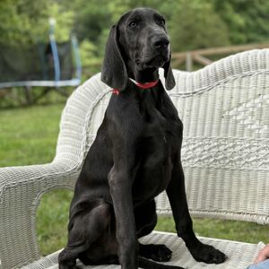 Blue Male - Red Collar
