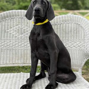 Blue Female -Yellow Collar