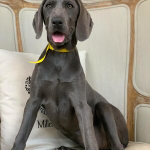 Blue Female Yellow Collar