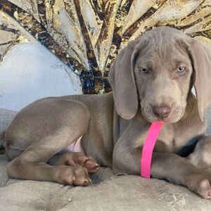 Silver Female Pink Collar
