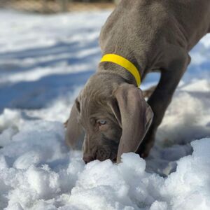 Silver Female Yellow Collar