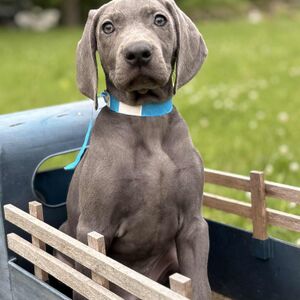 Silver Male - Blue Collar