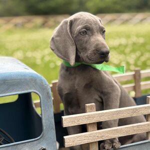 Silver Male - Green Collar
