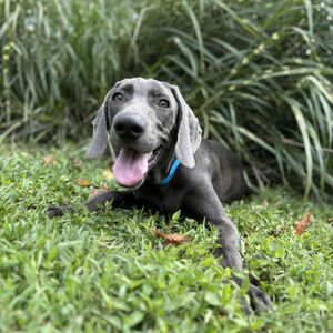 Blue Male - Blue Collar