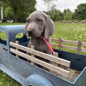 Silver Male - Red Collar