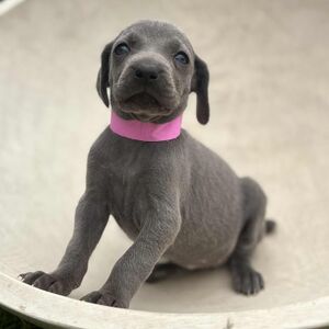 Blue Female - Pink Collar
