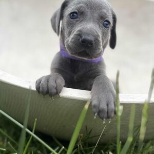 Blue Female - Purple Collar