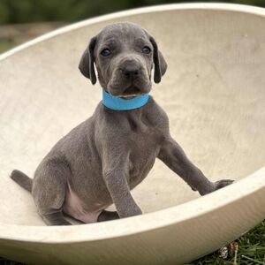 Blue Male - Blue Collar