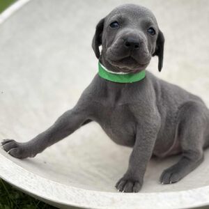Blue Male - Green Collar