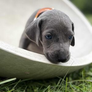 Blue Male - Orange Collar